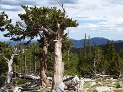 Nathan Jacks November 29 th, 2018 Rocky Mountain bristlecone pine Great