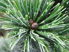 Rocky Mountain bristlecone pine Pinaceae