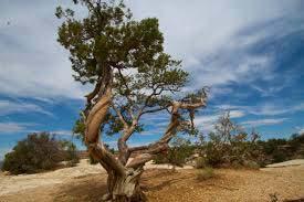 20 years in rare cases  Pinus aristata