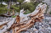 commercially Harvesting bristlecone pine