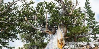Great Basin bristlecone pine