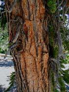 Great Basin bristlecone pine Pinaceae Pinus longaeva Methuselah: As of
