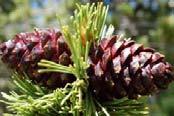 Whitebark Pine Leaf & Cone Morphology