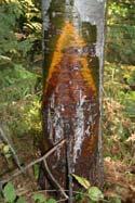 Whitebark Pine Blister Rust Fungus Cronartium ribicola Native to