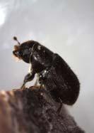 resistant individuals underway Whitebark Pine Mountain Pine Beetle