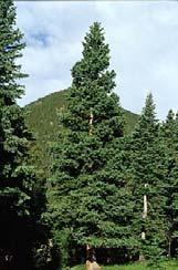 White Spruce Pinaceae Picea glauca Large coniferous tree Evergreen Typically grows to 15 30