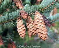 White Spruce Cones Cones Slender about 2 long Scales are round and soft.