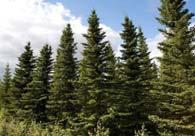 White spruce provides important cover for wildlife such as caribou, whitetail deer, woodpeckers and moose.