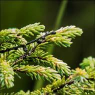 Black Spruce Leaves Needlelike Bluish green Short Pointed, four sided Length 1/2