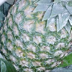 for Pineapple n Technical Paper n Surround crop protectant for the reduction of sunburn damage and heat stress in pineapple D Bell (1) R. Ortiz V. (2) C.