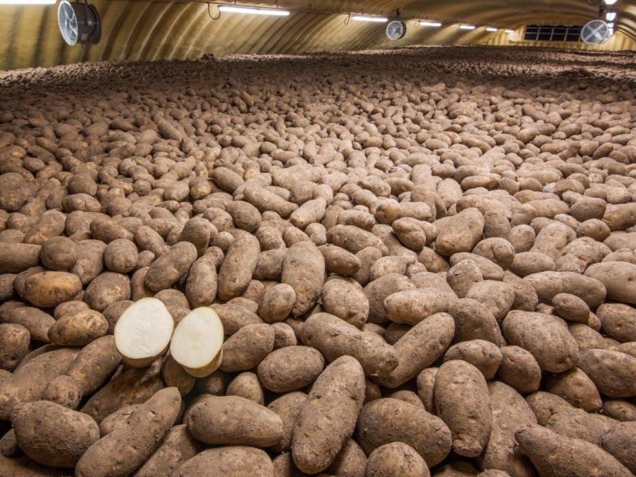 Innate Gen 2 Reduces Losses in Storage and Saves Resources % 100 Percentage of Packable Potatoes after Storage 80 60 40 10%