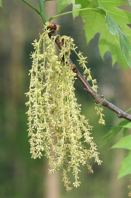 Male flowers are CATKINS, appear in spring.
