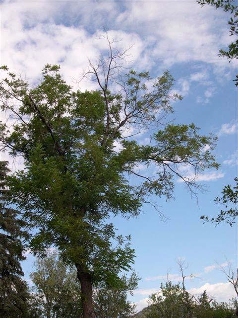Symptoms of TCD-Affected Trees Yellowing and flagging of leaves scattered on upper branches is usually the first symptom of the disease.