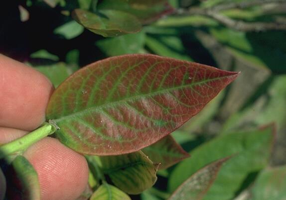 Pritts, Cornell Nitrogen (N) deficiency symptoms are leaves with a reddish tinge. Nitrogen deficiency There is a quick way to tell whether it is P or Mg have a soil test done (http://www.soiltest.