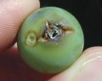 GBM eggs are translucent and difficult to see. The development of dark spots on the eggs signifies maturation. Damage: Larvae feed inside berries before and after veraison.
