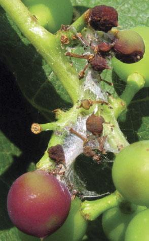Damage by grape berry moth after veraison predisposes berries to secondary infections such as Botrytis and sour rots. A sure sign of this pest is the presence of webbing around the fruit clusters.
