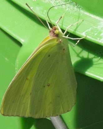 September 5 I was washing my car in the driveway, when I saw this Cloudless Sulphur