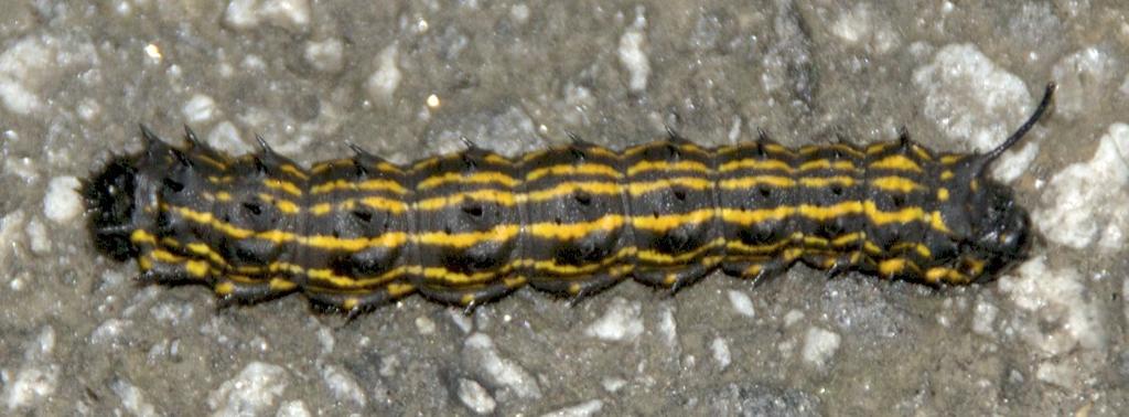 This colorful caterpillar was crawling across the roadway.