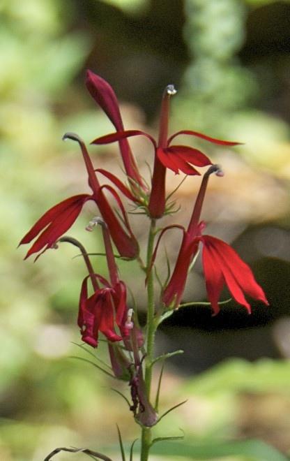 At Cane Creek Falls these two species of Lobelia were