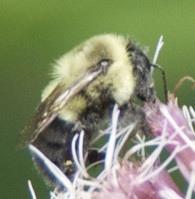 At Cane Creek Falls, I saw this Bumblebee (Bombus sp.
