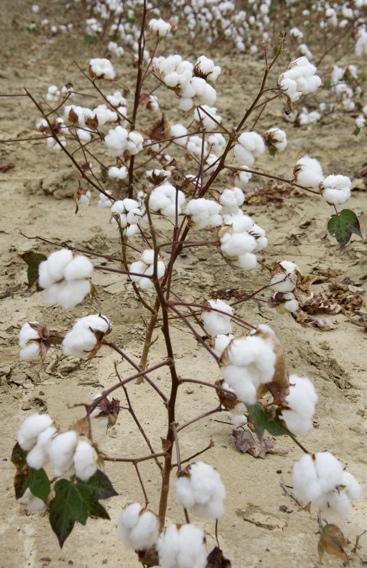 Cotton flowers have 3, 4, or 5 carpels.
