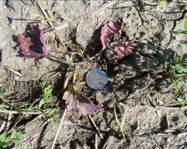 varieties only) Volunteer tame mustard Wild buckwheat Wild mustard Weed staging: Broadleaf weeds: cotyledon to 4 leaf
