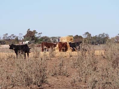 6 The benefit f having saltbush n-farm Matt Curtis Saltbush have clsed feed gaps in the pre harvest and April-May perid Areas f saltbush are gd areas fr weaning lambs as they are a small area with gd