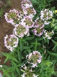 Soapwort Saponins Soapwort is a common hardy flowering plant that grows