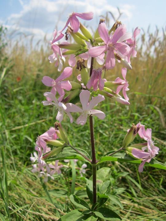 The saponins in Soapwort are very gentle and suitable for sensitive skin