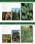 Pinus patula Mexican Weeping Pine or Jelecote Pine Pinaceae. Pinus pinea Italian Stone Pine Pinaceae