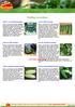 Pickling Cucumbers. EVO PDF Tools Demo. Page 1 of 10 L CTRONIC CATALOG. CU1 20 Addis Cucumbers. CU82 20 A & C Pickling Cucumbers