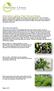 Wax- bearing plants: Page 1 of 5
