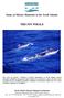 Status of Marine Mammals in the North Atlantic THE FIN WHALE