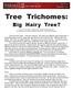 Tree Trichomes: Big Hairy Tree?