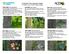 Common Tree Species Guide for Greater Toronto Area and Niagara Region