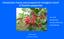 Introduction history and prospects for biological control of Brazilian peppertree