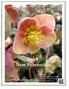 2018 New Perennials. Cover: Helleborus HGC Pink Frost PPAF