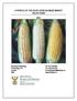 A PROFILE OF THE SOUTH AFRICAN MAIZE MARKET VALUE CHAIN