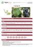 Catalogue of vines grown in France  Gamay N