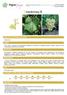 Catalogue of vines grown in France  Chardonnay B