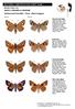 BUTTERFLY IDENTIFICATION CHART Sheet 1. MOSTLY BROWN or ORANGE Medium sized butterflies - 25mm - 60mm wingspan MY BUTTERFLY IS: