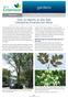 How to Identify an Ash Tree Infested by Emerald Ash Borer