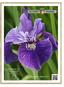 2018 IRIS. ACORN FARMS INC Worthington Rd. Galena, OH / ph 614/ fx  Iris sibirica Ruffled Velvet