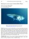 Balaenoptera acutorostrata (Common Minke Whale)