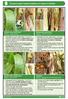 Common plant health problems of maize in Zambia