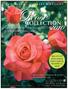 Rose. Collection. San Gabriel Nursery & Florist. Over 400 varieties of roses new introductions for 2010