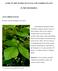 GUIDE TO THE GENERA OF LIANAS AND CLIMBING PLANTS IN THE NEOTROPICS