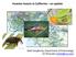 Invasive insects in California an update. Matt Daugherty, Department of Entomology, UC Riverside
