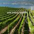 British Columbia Wine Institute 2018 ANNUAL REPORT