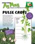 Pulse Crops. Classroom. Pulse comes from a Latin word that means thick soup.